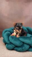 schattig speels yorkshire terriër puppy puppy resting Aan een hond bed. klein aanbiddelijk hondje met grappig oren aan het liegen in ligstoel. huiselijk huisdieren video