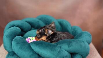 carino giocoso yorkshire terrier cucciolo cucciolo riposo su un' cane letto. piccolo adorabile cagnetto con divertente orecchie dire bugie nel lettino. domestico animali domestici video