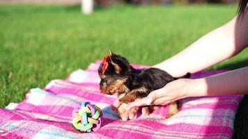 Yorkshire Terrier Puppy Sitting on Green Grass. Fluffy, cute dog Looks at the Camera. Domestic pets video
