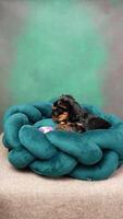 linda juguetón Yorkshire terrier perrito perrito descansando en un perro cama. pequeño adorable perrito con gracioso orejas acostado en haragán. Doméstico mascotas video