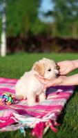 White Toy Poodle Puppy sits on blanket in a park. Cute puppy is looking at the camera. Domestic pets video