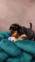 Cute playful Yorkshire terrier puppy puppy resting on a dog bed. Small adorable doggy with funny ears lying in lounger. Domestic pets video