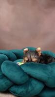 söt lekfull yorkshire terrier valp valp vilar på en hund säng. små förtjusande vovve med rolig öron liggande i solstol. inhemsk husdjur video