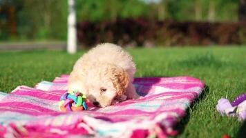 White Toy Poodle Puppy sits on blanket in a park. Cute puppy is looking at the camera. Domestic pets video