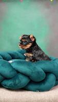 schattig speels yorkshire terriër puppy puppy resting Aan een hond bed. klein aanbiddelijk hondje met grappig oren aan het liegen in ligstoel. huiselijk huisdieren video