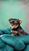 Cute playful Yorkshire terrier puppy puppy resting on a dog bed. Small adorable doggy with funny ears lying in lounger. Domestic pets video