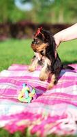 yorkshire terrier valp Sammanträde på grön gräs. fluffig, söt hund utseende på de kamera. inhemsk husdjur video