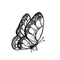 mariposa. mano pintado lineal insecto. gráfico clipart aislado en antecedentes. botánico y Boda ilustración. para diseñadores, invitaciones, decoración, postales, envase papel vector