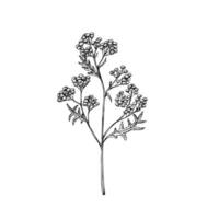 Tansy. Hand painted Tanacetum Vulgare flower. Graphic clip art isolated on background. Botanical and wedding illustration. For designers, invitations, decoration, postcards, wrapping paper vector