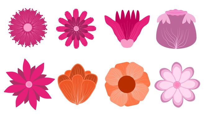 a collection of flower petals with pink, orange, pink, and purple color for your design
