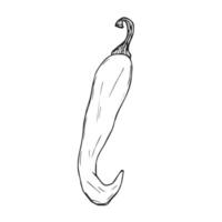 Doodle ink hand drawn chili pepper. illustration isolated on white vector