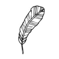 Feather doodle sketch. Feather Line Drawing. for print poster, card, sticker tattoo tee with banana leaf. vector