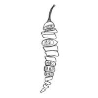 Doodle ink chili chopped pepper. Chili pepper pieces sketch vector