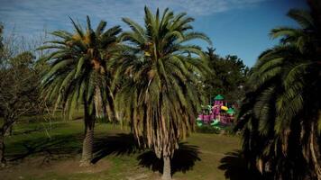 verde foglia palma alberi nel parco, grande le foglie. video