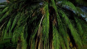 Green leaf palm trees in park, big leaves on sunny summer day. video