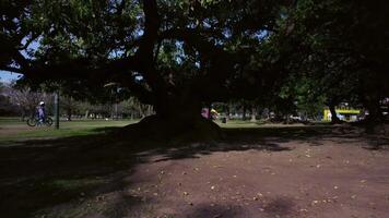 Big huge tree crown shadow in park on sunny summer day. video