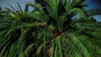 cielo y verde hoja palma árboles, grande hojas en soleado verano día. video