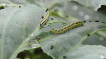 Caterpillars on cabbage leaves crawl and eat leaves. High quality FullHD footage video