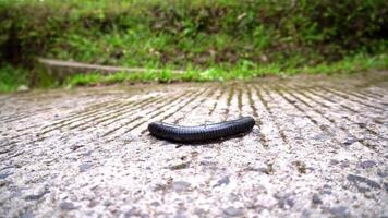 Black big centipede Myriapoda with hard shell crossing concrete road in tropical mountains of Asia video
