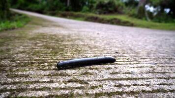 zwart groot duizendpoot myriapoda met moeilijk schelp kruispunt beton weg in tropisch bergen van Azië video