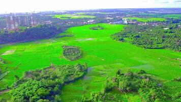 beautiful view of rice fields with taken using a drone video