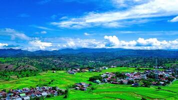 beautiful view of rice fields with taken using a drone video