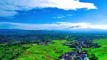 beautiful view of rice fields with taken using a drone video