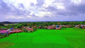 beautiful view of rice fields with taken using a drone video