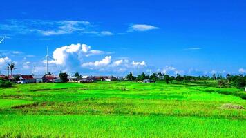 beautiful view of rice fields with taken using a drone video