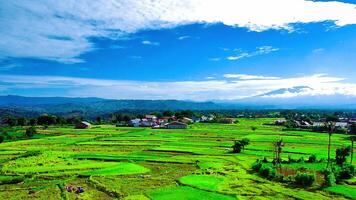 beautiful view of rice fields with taken using a drone video