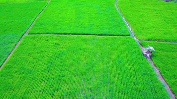 schön Aussicht von Reis Felder mit genommen mit ein Drohne video