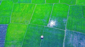 beautiful view of rice fields with taken using a drone video