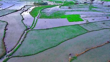 beautiful view of rice fields with taken using a drone video