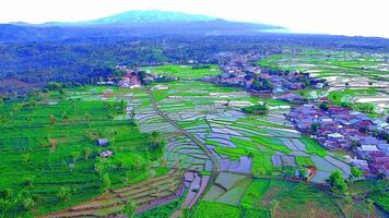 beautiful view of rice fields with taken using a drone video