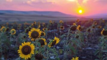 das Sonne setzt hinter ein Feld von versengt Sonnenblumen Gießen ein unheimlich glühen Über das Einmal schön Landschaft. 2d eben Karikatur video