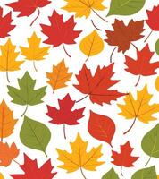 maple leaf silhouettes on the white background vector