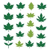 maple leaf silhouettes on the white background vector