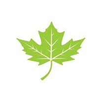 maple leaf silhouettes on the white background vector