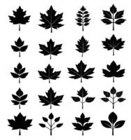 maple leaf silhouettes on the white background vector