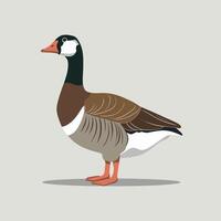 Set of cute white goose. goose illustration white background vector