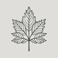 Ash tree leaf. linear illustration. Outline, silhouette, line art drawing isolated on white background vector