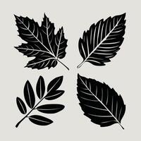 Ash tree leaf. linear illustration. Outline, silhouette, line art drawing isolated on white background vector