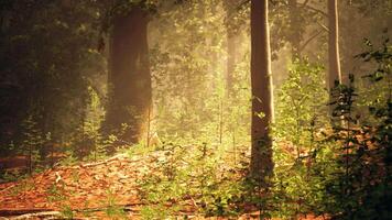 dicht Wald mit reichlich Bäume und Blätter video