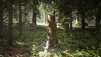 träd stubbe mitt i skog video