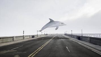 surreale delfino Soaring al di sopra di un' nebbioso ponte video