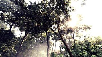 zonlicht filters door bomen in Woud video