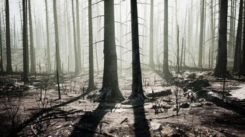 Snow-Covered Forest With Abundant Trees video