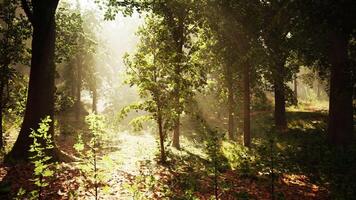 Soleil brille par des arbres dans forêt video