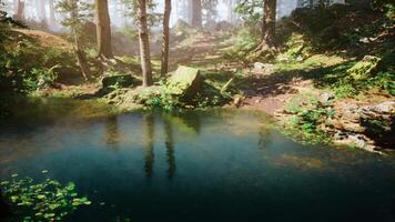 klein Teich umgeben durch Wald video