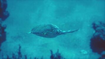 ampla tartaruga natação dentro oceano video